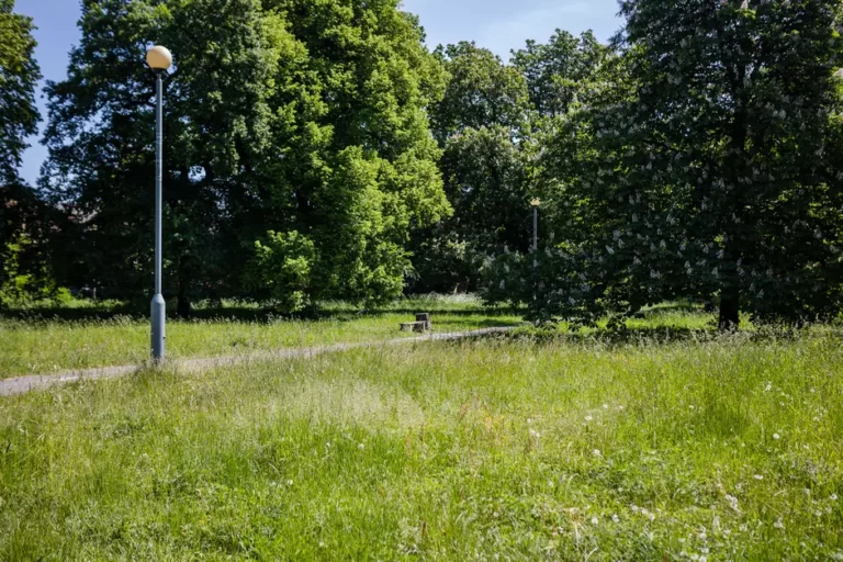 Koszenie zieleni w Gdańsku. Nowe standardy dla bioróżnorodności (FOTO: Karol Stańczak/GZDiZ)