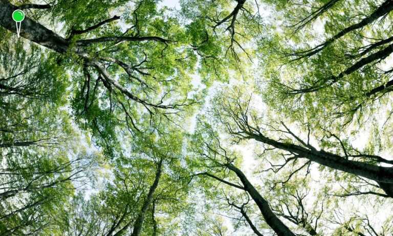 Gdańsk i leśnicy łączą siły – więcej zieleni i edukacji dla mieszkańców (FOTO: canva.com)