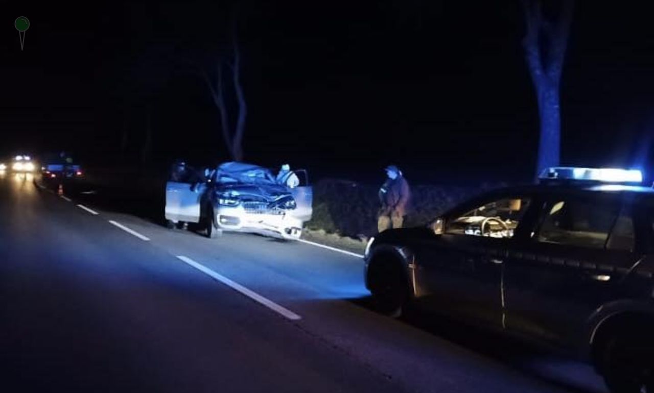 Łoś wbiegł na jezdnię pod Kwidzynem. Auto zniszczone