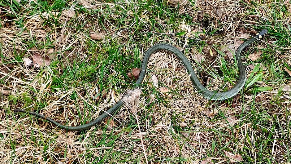 Metrowy wąż w garażu we Wrzeszczu (FOTO: Straż Miejska w Gdańsku)