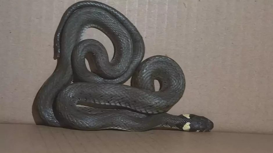 Metrowy wąż w garażu we Wrzeszczu (FOTO: Straż Miejska w Gdańsku)