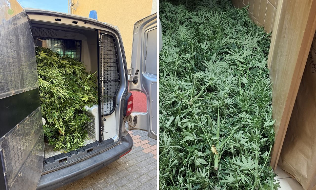 Plantatorzy marihuany w Pszczółkach pod Gdańskiem