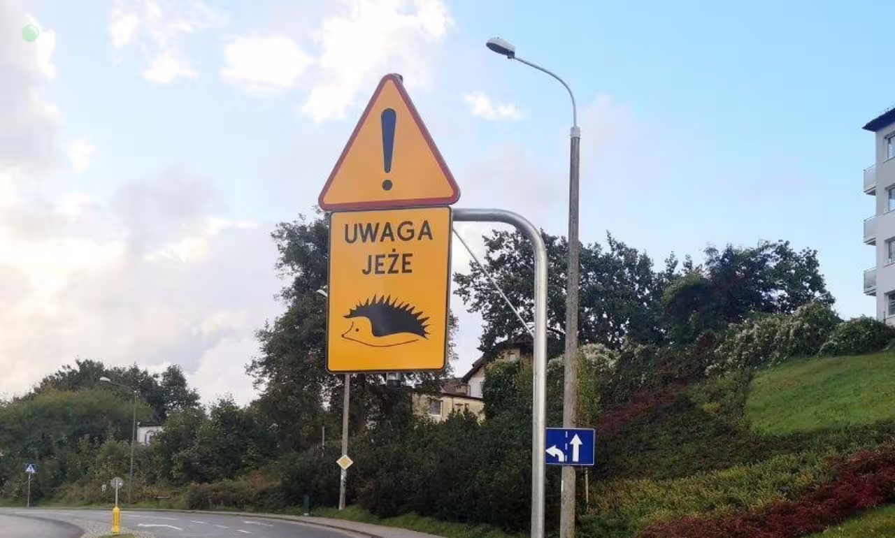 Nietypowe znaki w Gdyni. Kierowcy muszą patrzeć pod koła (FOTO: Karolina Szypelt/gdynia.pl)