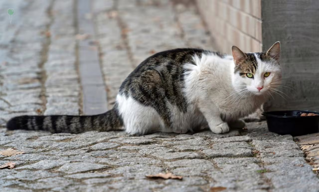 Koty znikają z centrum Gdańska. Miasto liczy zabiegi, ale nie liczy zwierząt (FOTO: canva)