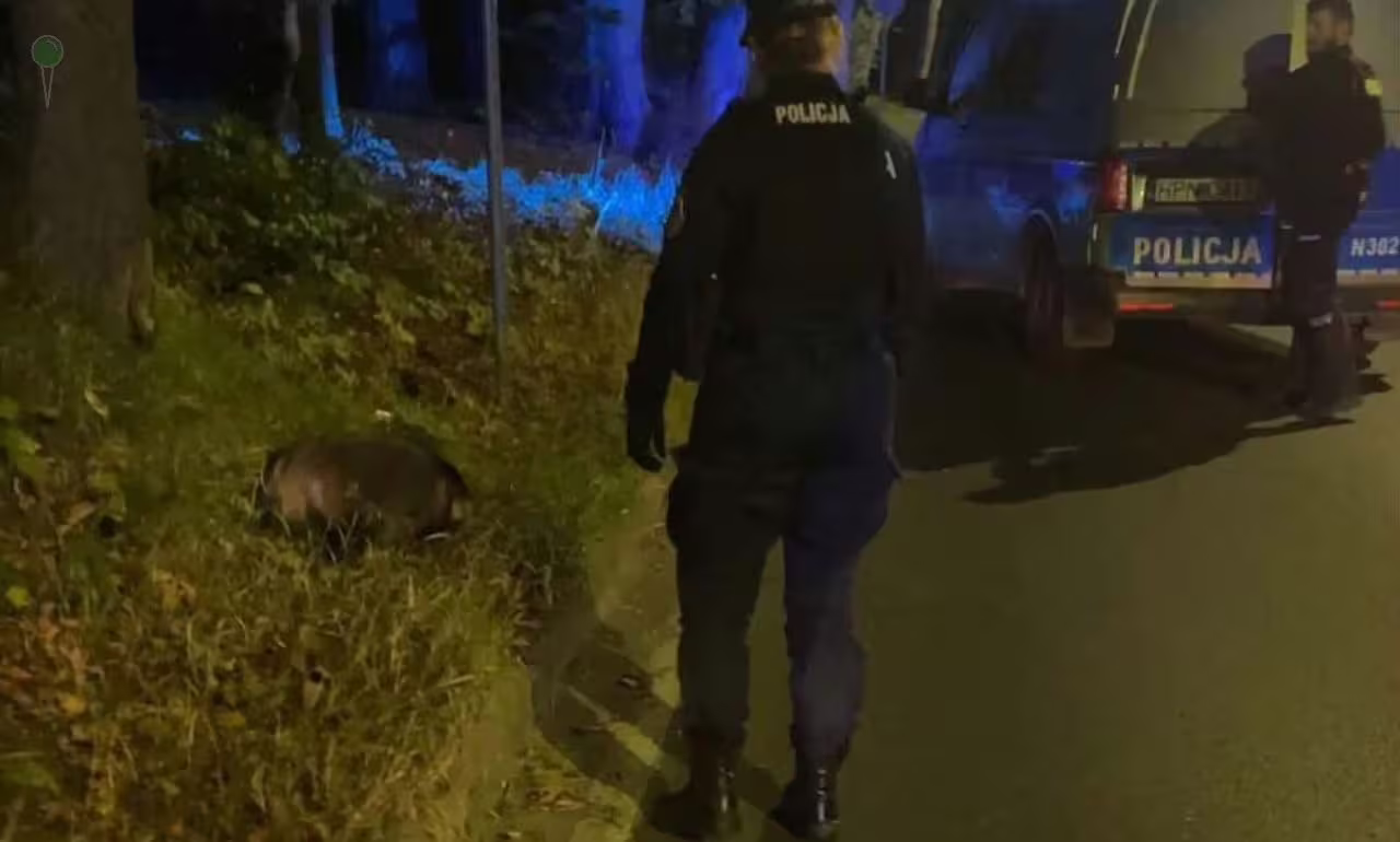 Niezwykłe zwierzę w Sopocie. Nocna interwencja policji (FOTO: KMP Sopot)