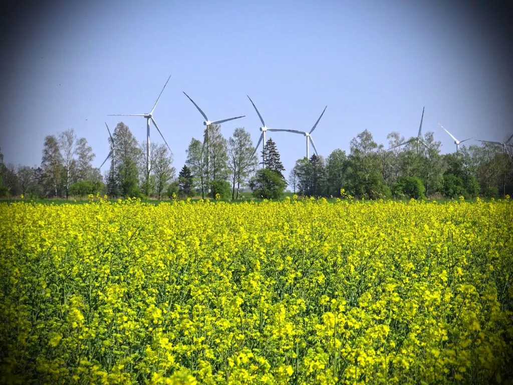 Żuławy Gdańskie w maju to połączenie zieleni, żółtego i niebieskiej wody (FOTO: wbijamszpile.pl)