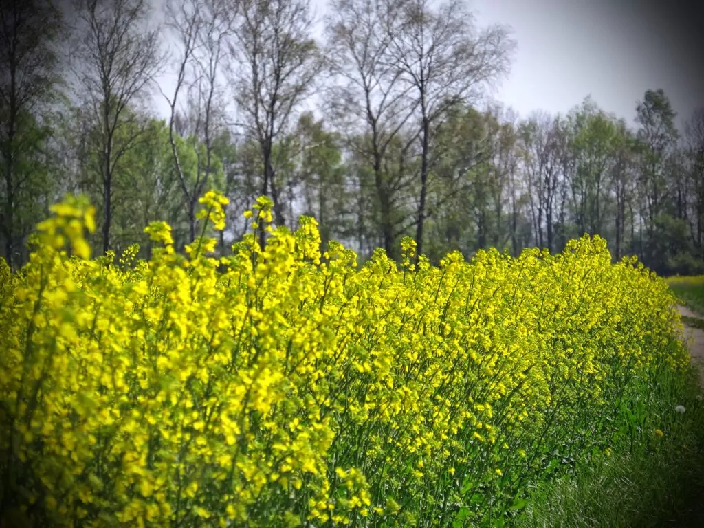 Żółty to kolor dominujący na Żuławach Gdański. Rolnicy sieją rzepak, który potem pięknie w maju rozkwita (FOTO: wbijamszpile.pl)
