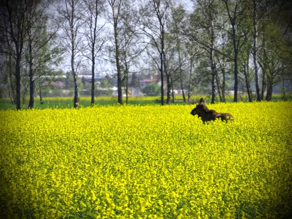 Żuławy Gdańskie w maju to połączenie zieleni, żółtego i niebieskiej wody (FOTO: wbijamszpile.pl)