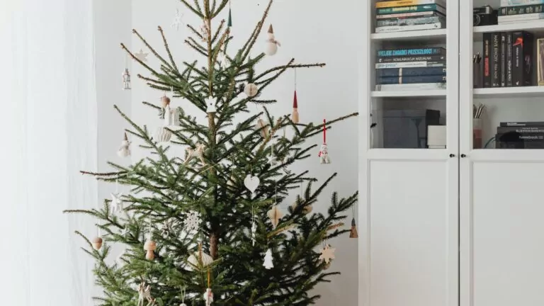 Choinka żywa w domu (FOTO: canva.com)