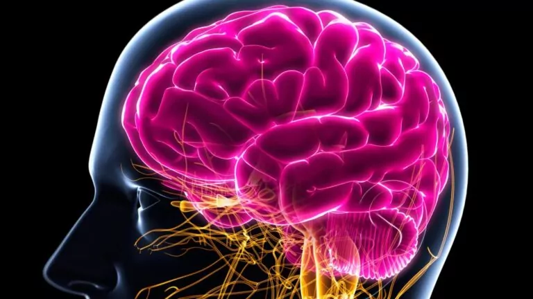 Rozmiar ludzkiego mózgu rośnie na przestrzeni dekad (canva.com)