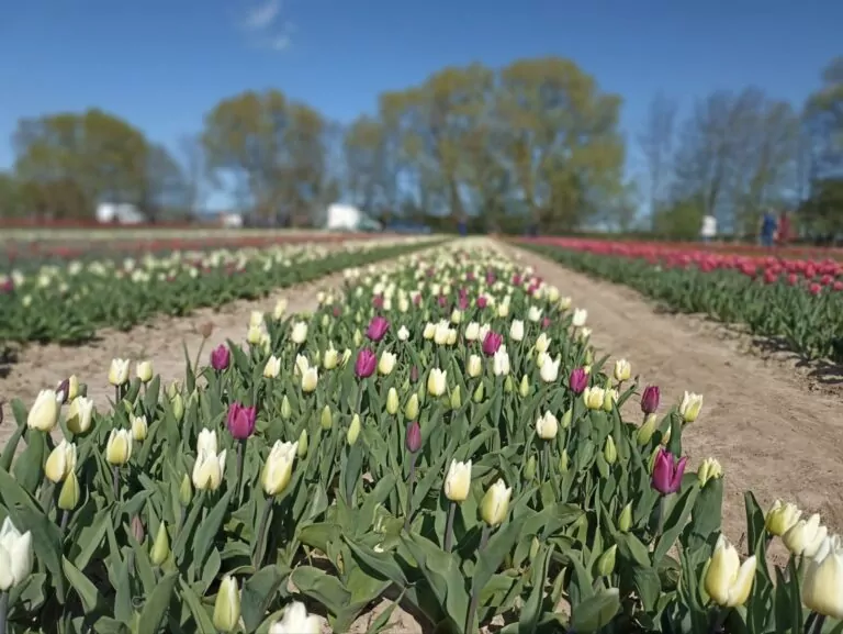 Zbieranie tulipanów na Żuławach. „O rany tulipany!” (FOTO: wbijamszpile.pl)