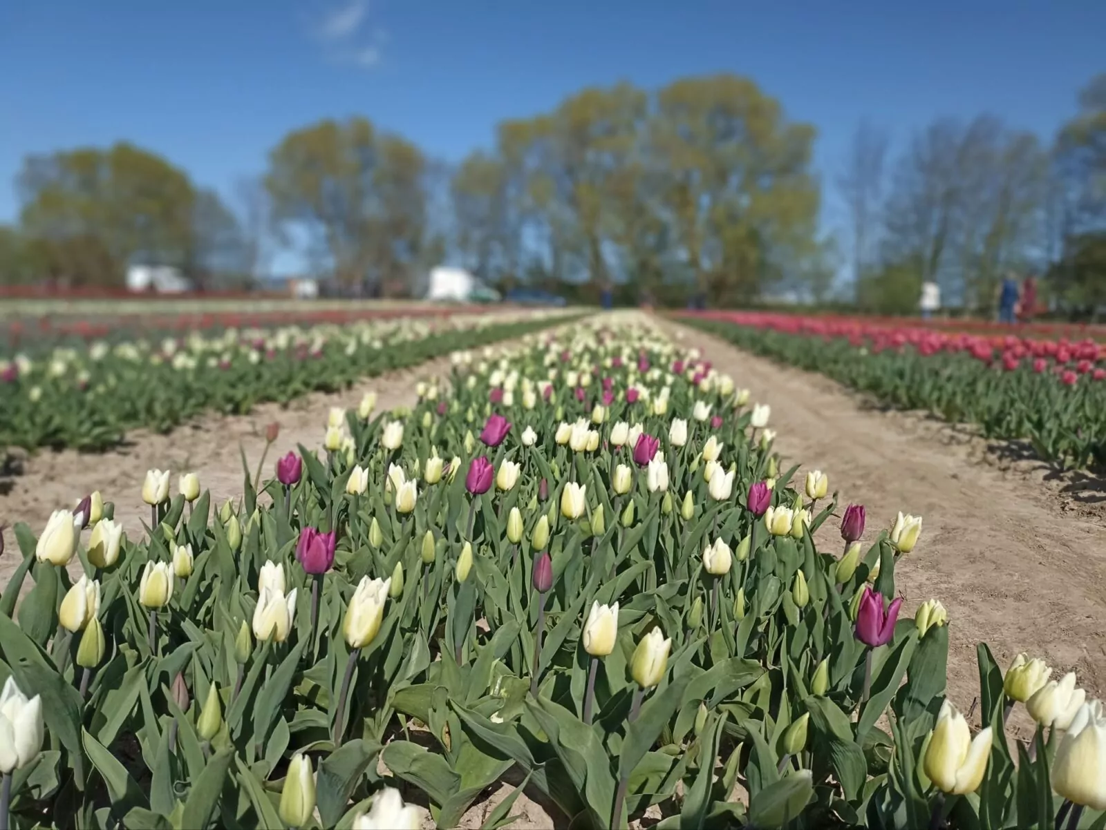 Zbieranie tulipanów na Żuławach. „O rany tulipany!” (FOTO: wbijamszpile.pl)