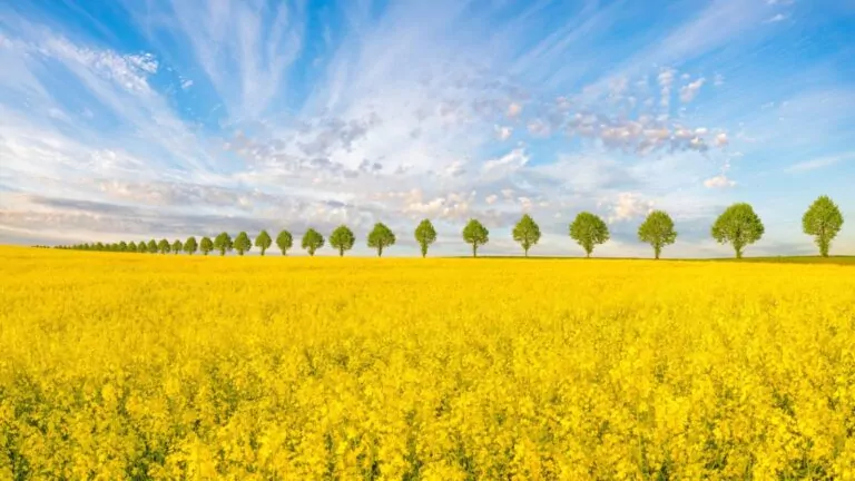 Końcówka kwietnia na Pomorzu będzie ciepła. Prognoza pogody (FOTO: canva.com)