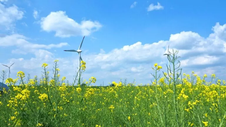 Majówka 2024. Jak Polacy planują ją spędzić? (FOTO: canva.com)