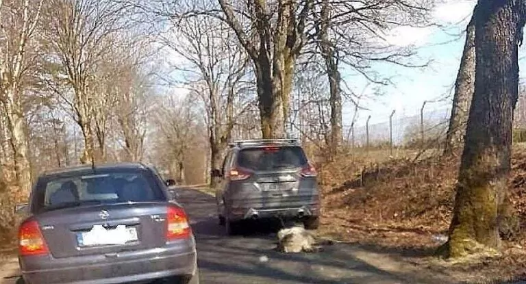 Były senator PiS z Pomorza trafi za kratki. Znęcał się nad psem (FOTO: mat. prasowe)