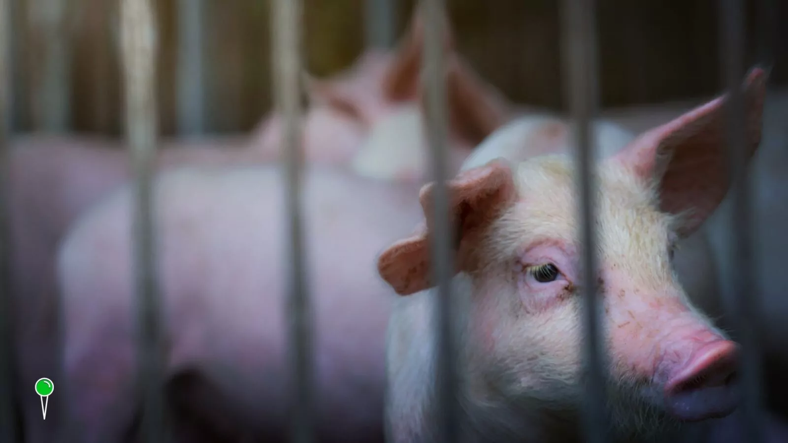 ASF na Pomorzu. Co oznacza "Strefa zakażenia"? (FOTO: canva.com)