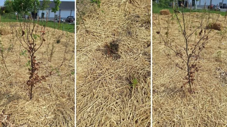 Miejski mikrolas. Kiedyś marzenie, dziś usychające krzaki (FOTO: Janusz Ch/Facebook.com)