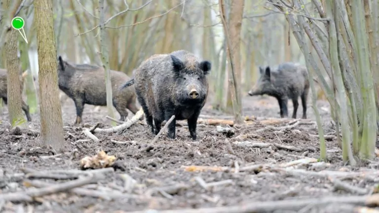 Pierwszy przypadek ASF w Gdańsku (FOTO: canva.com)