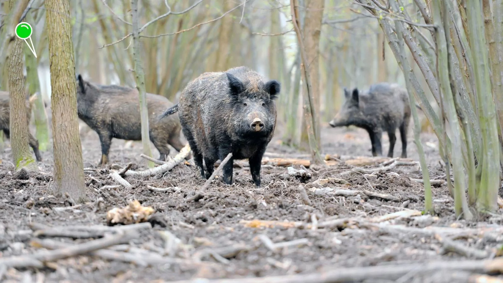 Pierwszy przypadek ASF w Gdańsku (FOTO: canva.com)