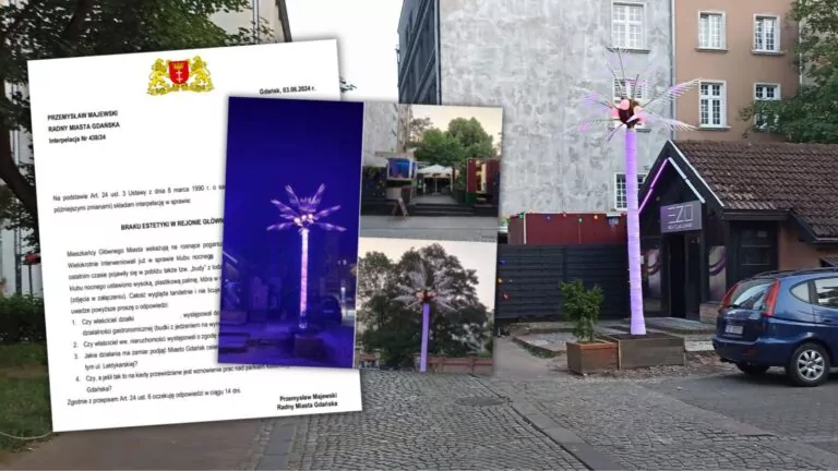 Palma w centrum Gdańska (FOTO: wbijamszpile.pl/interpelacja)