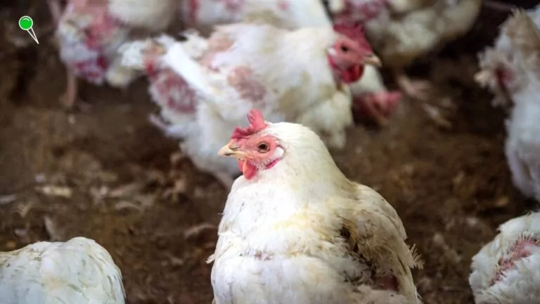 Finlandia będzie szczepić ludzi na ptasią grypę (FOTO: canva.com)