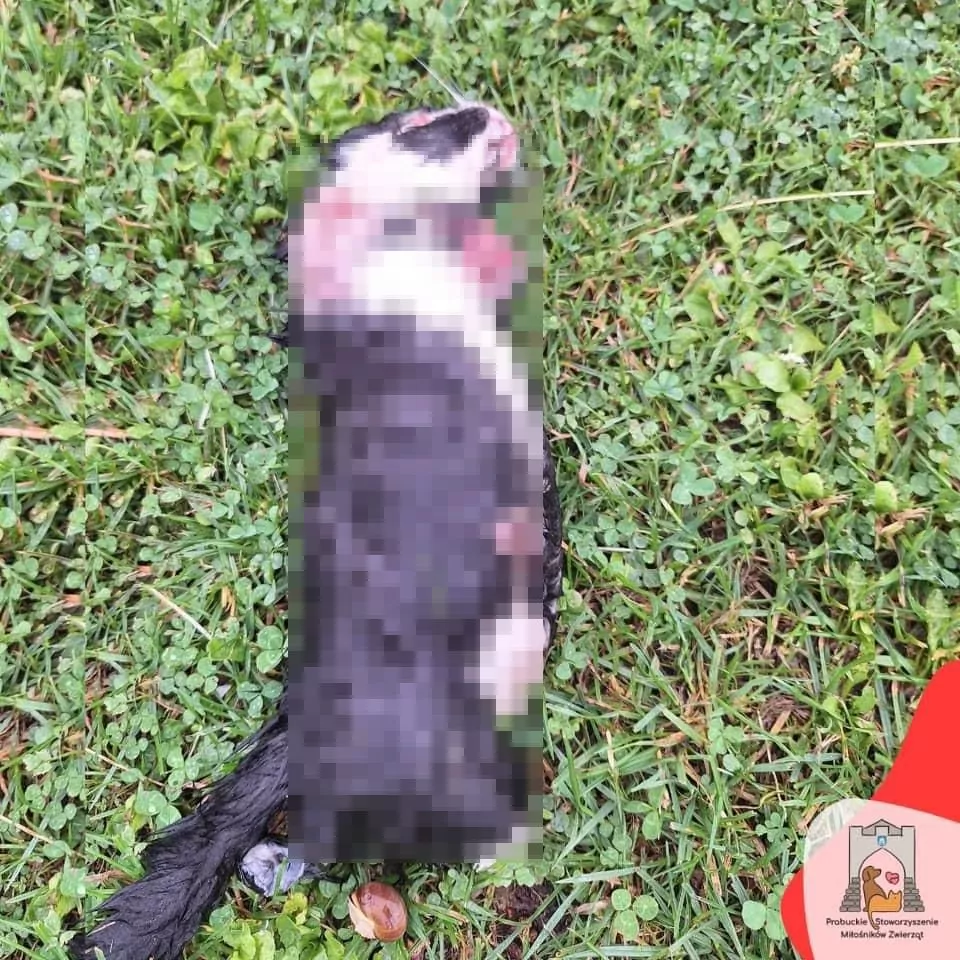 Policjanci z Prabut poszukują sprawcy okaleczenia kota