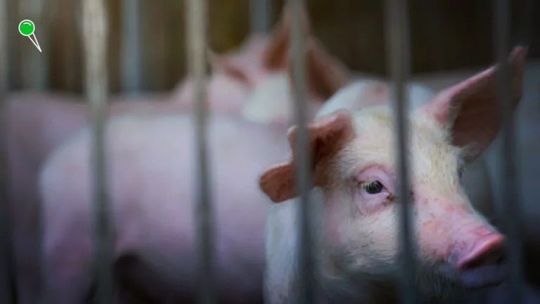 Dramat rolnika spod Kwidzyna. 161 świń zutylizowanych przez ASF (FOTO: canva.com)