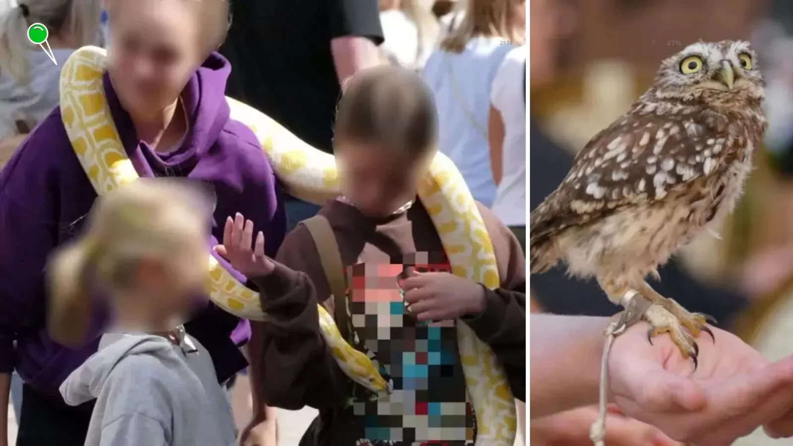 Egzotyczne zwierzęta odebrane w Gdańsku. Policja zatrzymała właściciela (FOTO: SM Gdańsk)