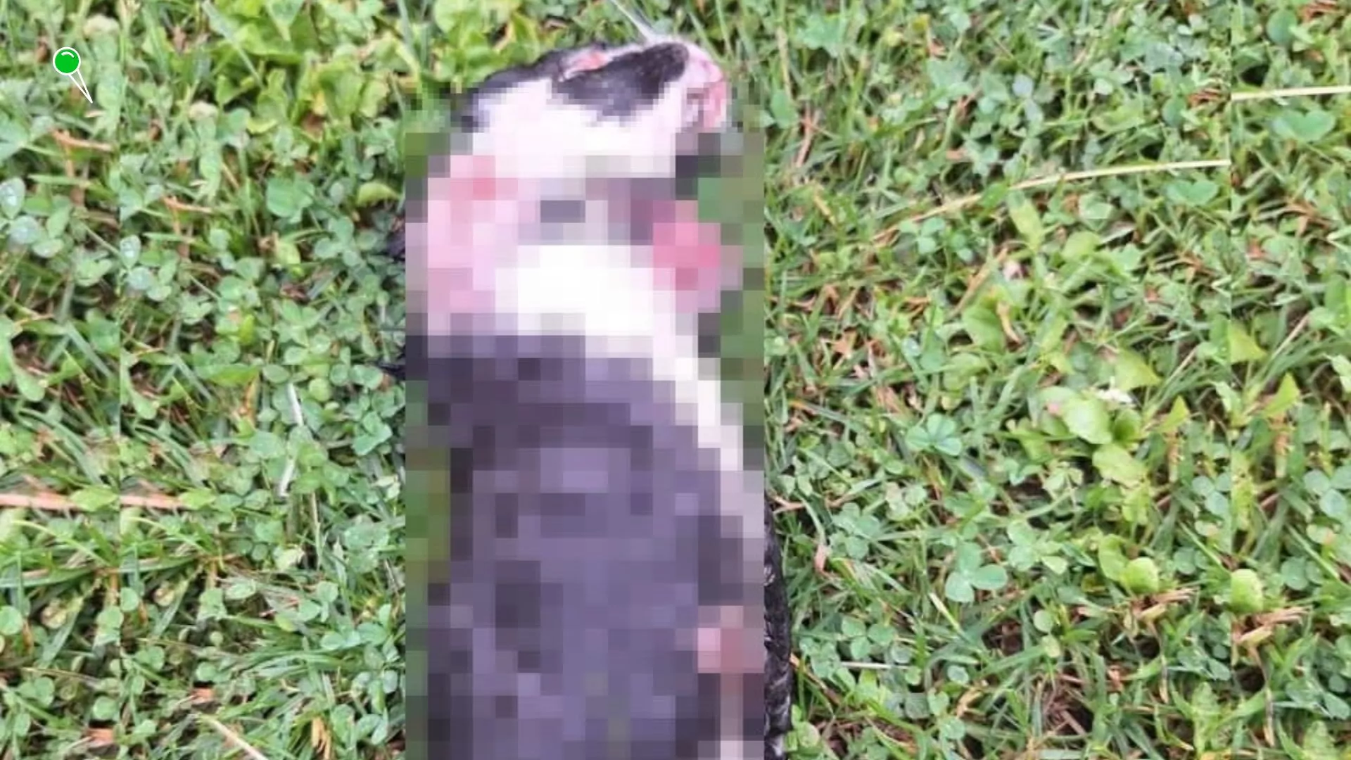 Policjanci z Prabut poszukują sprawcy okaleczenia kota (FOTO: KPP Kwidzyn)