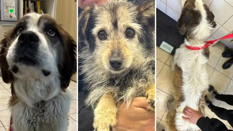 Policjanci i OTOZ Animals Tczew uratowali zaniedbane psy (FOTO KPP Pruszcz Gdański)