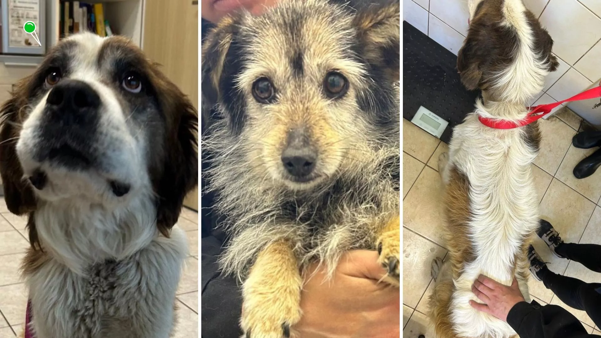 Policjanci i OTOZ Animals Tczew uratowali zaniedbane psy (FOTO KPP Pruszcz Gdański)