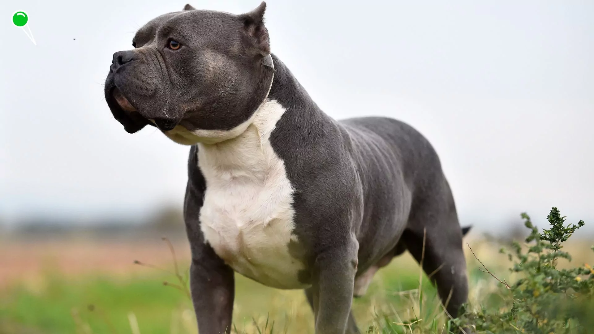 Agresywny pies zaatakował kobietę, która próbowała ochronić swoje małoletnie dzieci. Zwierzę było rasy american bully (FOTO: canva.com)