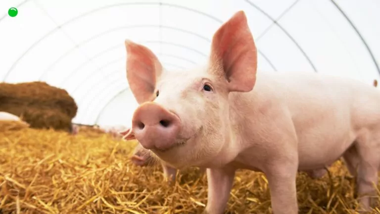 Epidemia ASF na Pomorzu. Ubito już 300 świń, a zagrożonych jest 16 tys. (FOTO: canva.com)