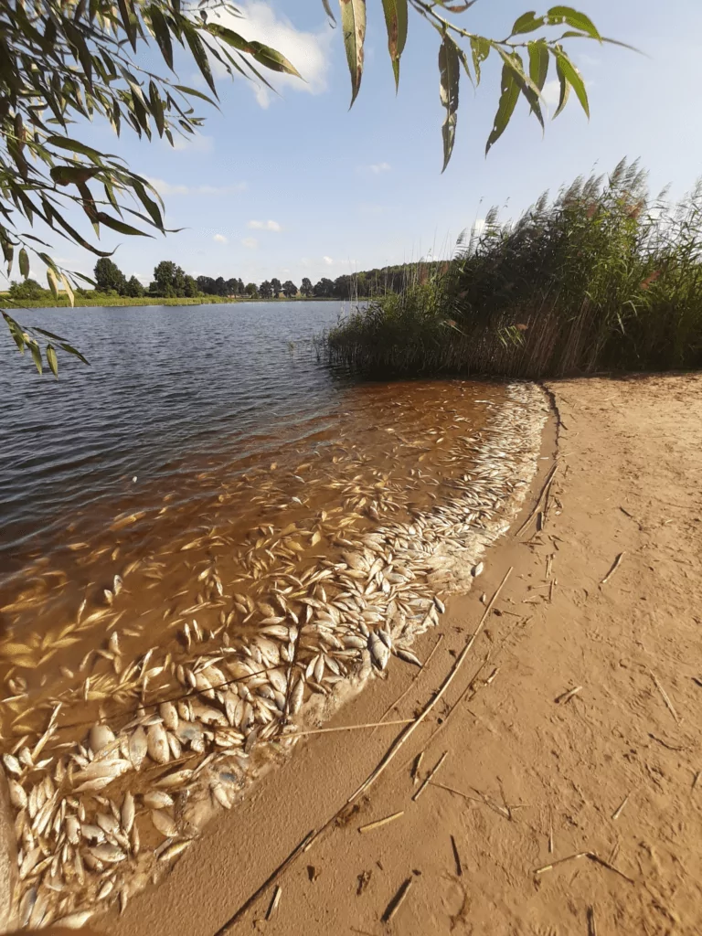 Śnięcie ryb w Jeziorze Dzierzgoń. Czy to skażenie chemiczne? (FOTO: Wody Polskie RZWG w Gdańsku)