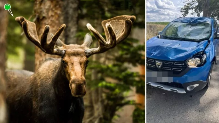 Groźna kolizja z łosiem. Cały przód auta pogięty (FOTO: canva.com)