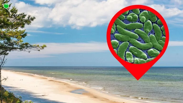 Mięsożerne bakterie Vibrio w Bałtyku. Zagrożenie dla turystów (FOTO: canva.com)