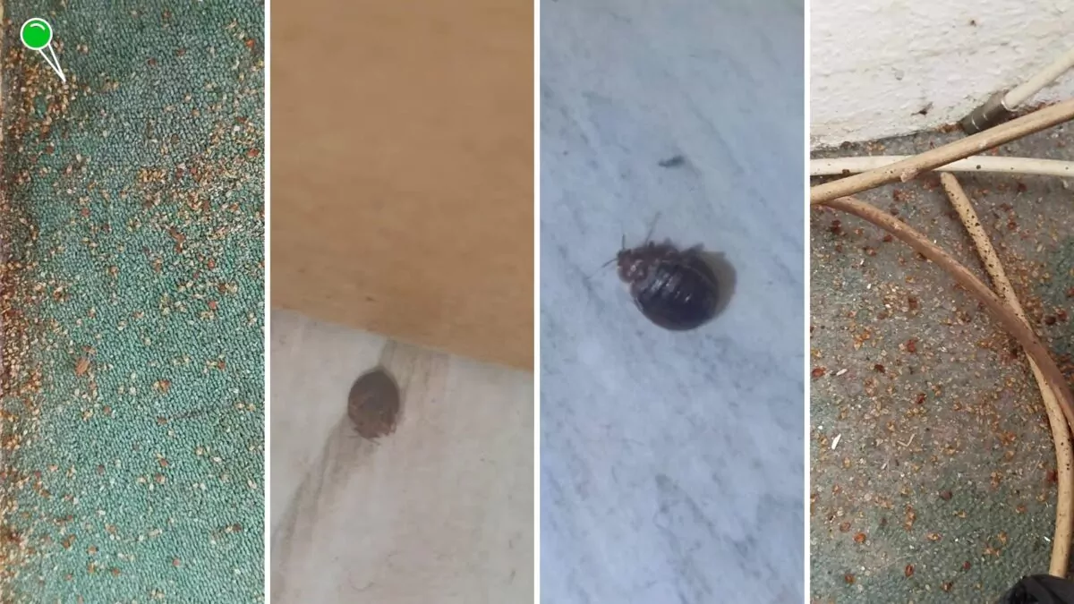 Pluskwy w łóżka, szafka, szafach w budynku przy ul. Ubocze 24 (FOTO: mieszkańcy budynku)