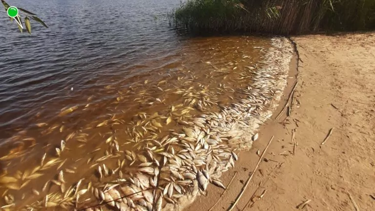 Śnięcie ryb w Jeziorze Dzierzgoń. Czy to skażenie chemiczne? (FOTO: Wody Polskie RZWG w Gdańsku)