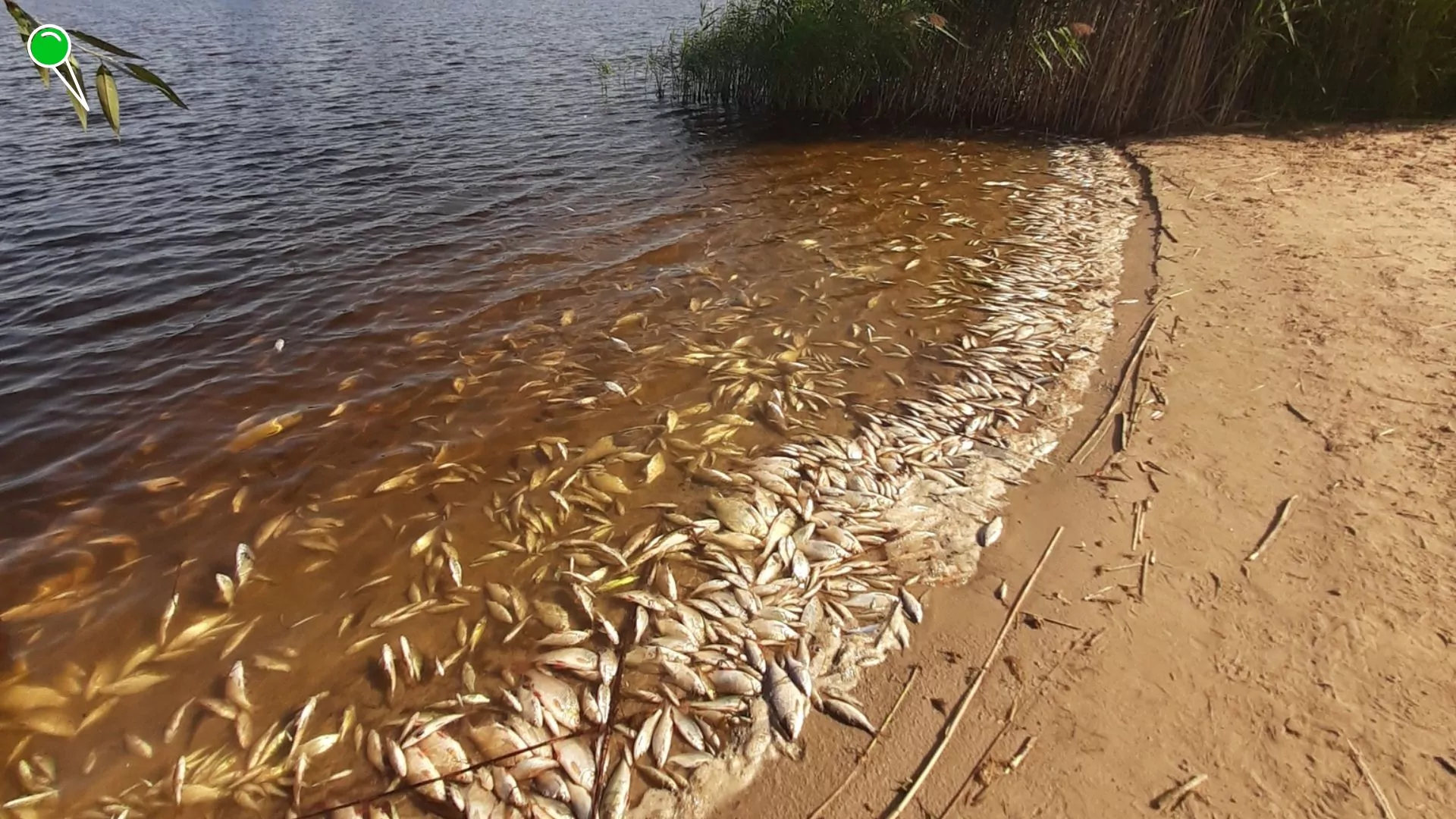 Śnięcie ryb w Jeziorze Dzierzgoń. Czy to skażenie chemiczne? (FOTO: Wody Polskie RZWG w Gdańsku)