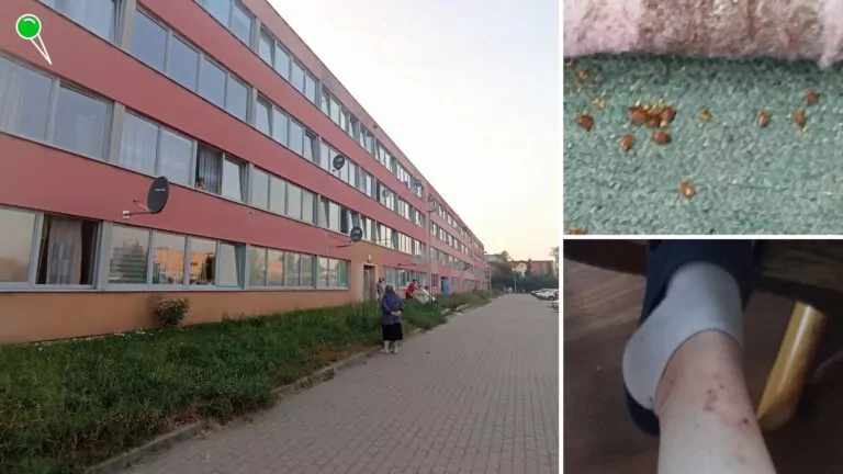 Mieszkańcy ul. Ubocze 24 błagają władze Gdańska o pomoc w walce z robactwem (FOTO: wbijamszpile.pl/mieszkańcy budynku)