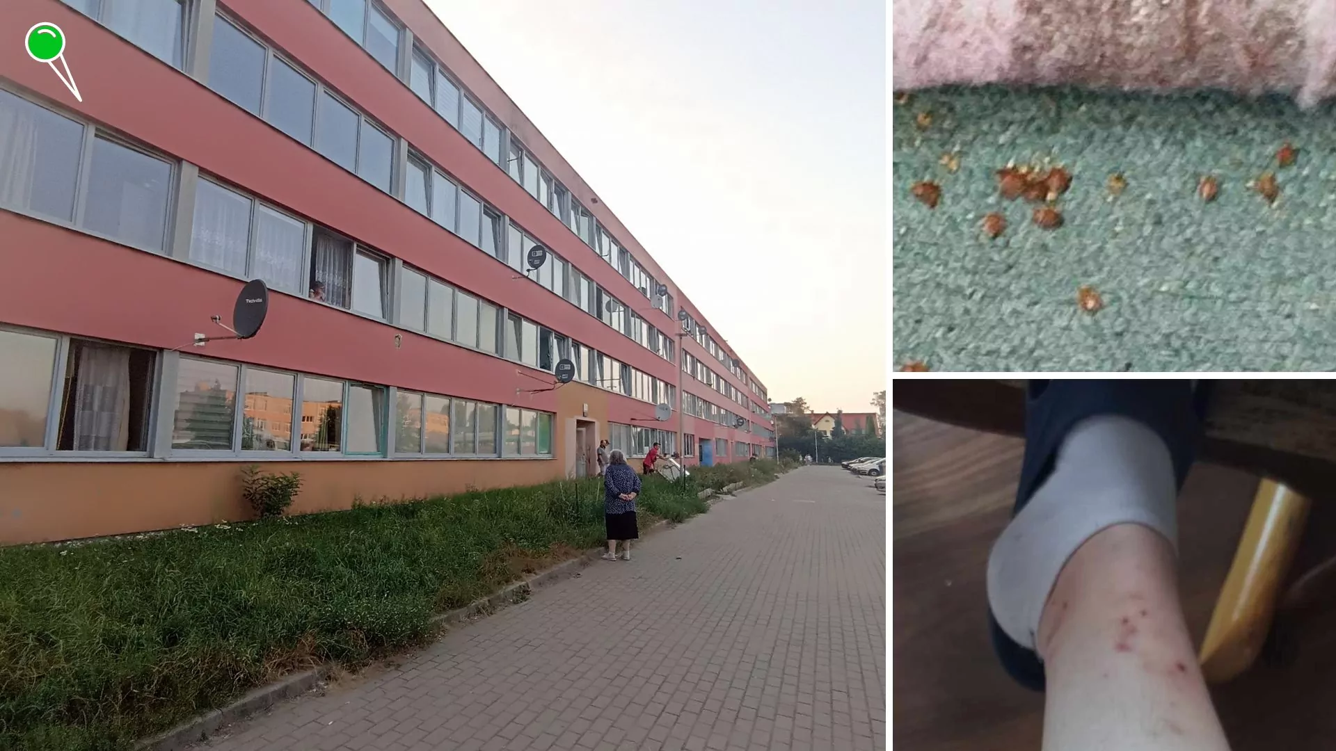 Mieszkańcy ul. Ubocze 24 błagają władze Gdańska o pomoc w walce z robactwem (FOTO: wbijamszpile.pl/mieszkańcy budynku)