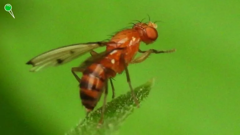 Tajemniczy wirus Oropouche. Boją się go turyści (FOTO: canva.com)