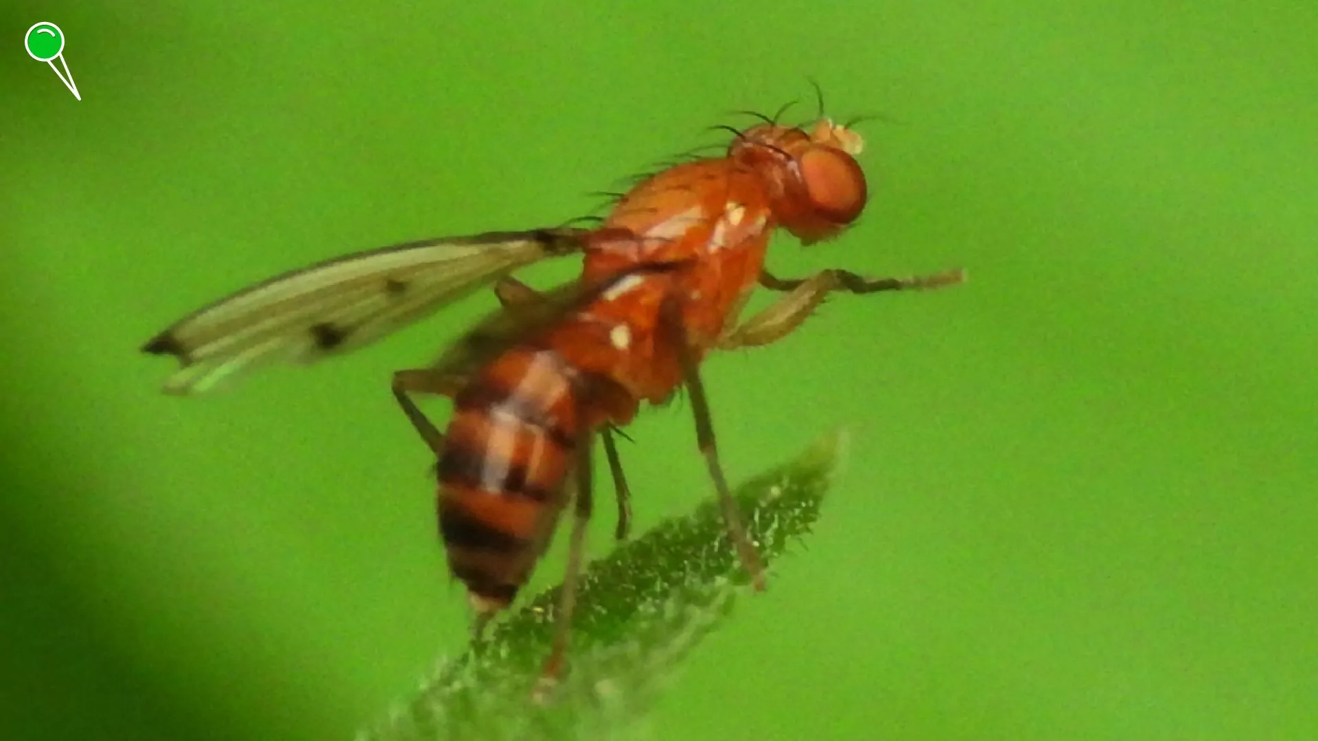 Tajemniczy wirus Oropouche. Boją się go turyści (FOTO: canva.com)