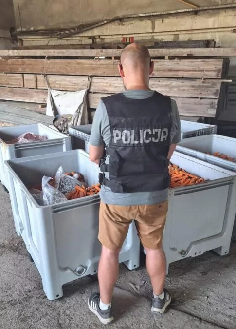 Marihuana za 9 mln zł w marchwi przejęta przez policję (FOTO: KMP Gdańsk)