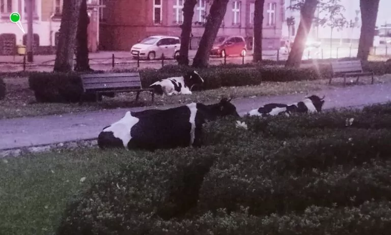 Pięć krów uciekło z jednego z lokalnych gospodarstw i wybrało się na nocny spacer po centrum Słupska (FOTO: Marzena Gmińska/FB)
