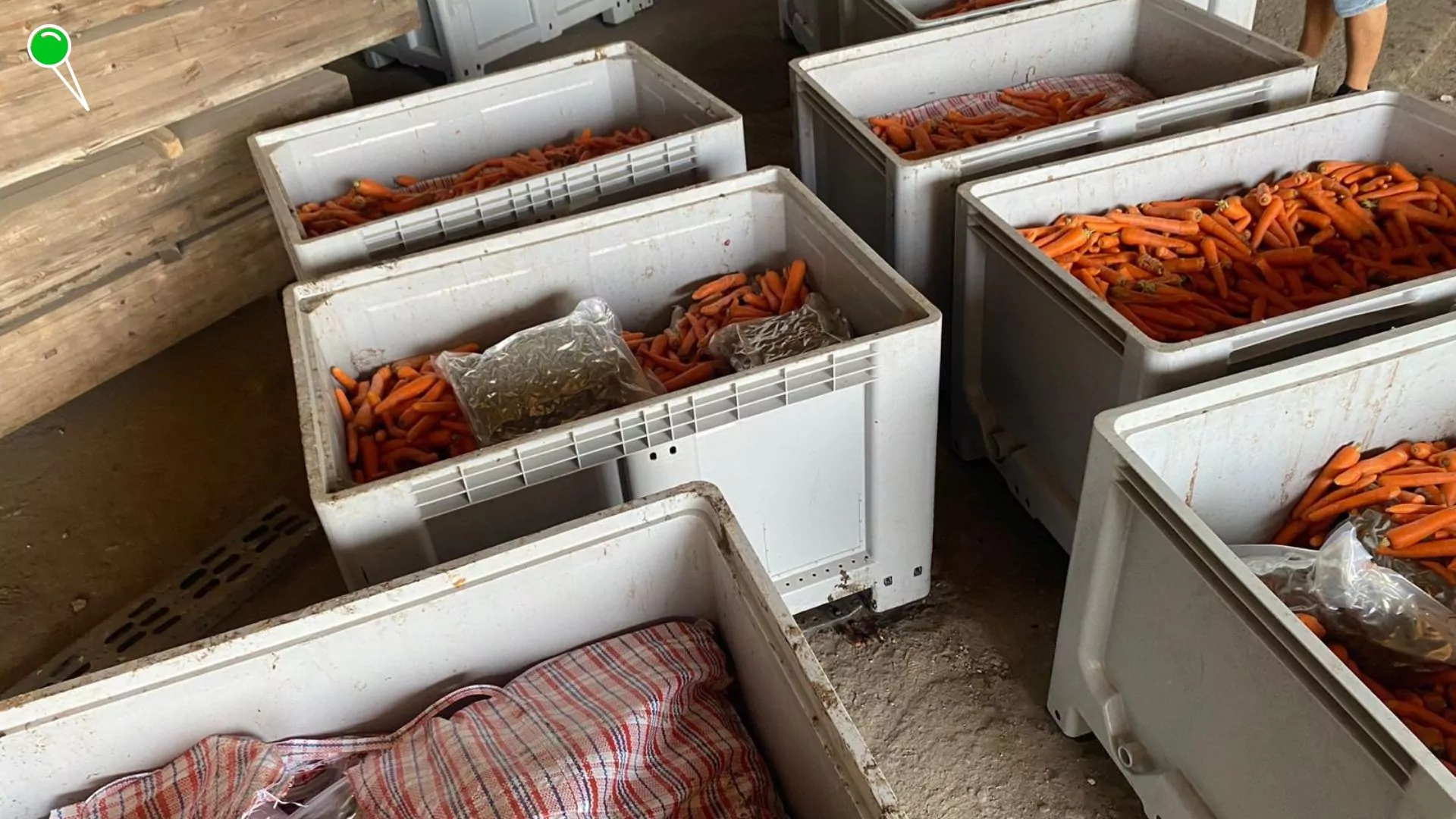 Marihuana za 9 mln zł w marchwi przejęta przez policję (FOTO: KMP Gdańsk)