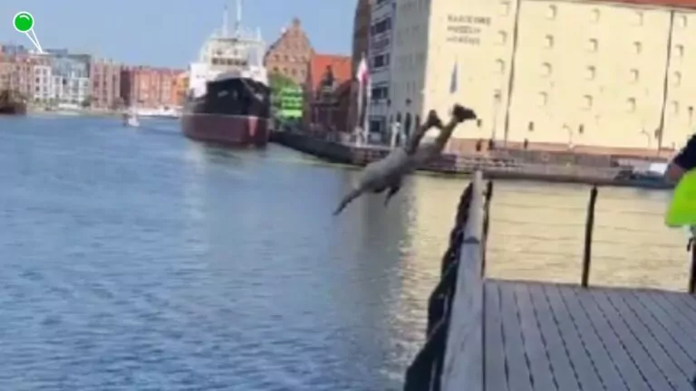 Do sieci trafiło szokujące nagranie z Wyspy Spichrzów w Gdańsku. Mężczyzna skacze do wody (FOTO: X)
