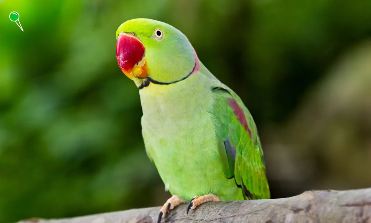 Sąsiedzka bijatyka przez papugę w Gdańsku (FOTO: canva,com)