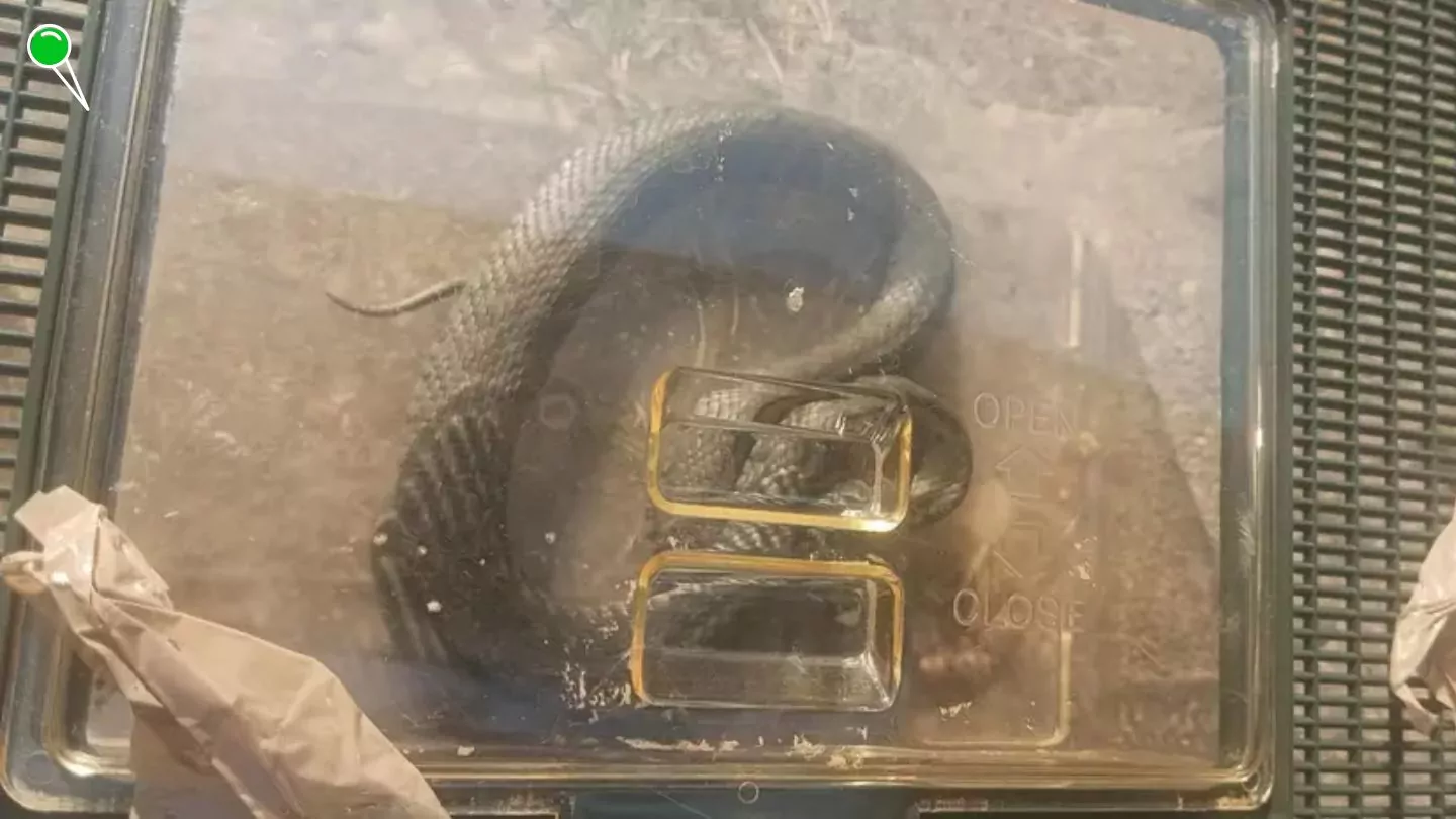 Panika w Sobieszewie. Straż Miejska złapała węża (FOTO: Straż Miejska w Gdańsku)