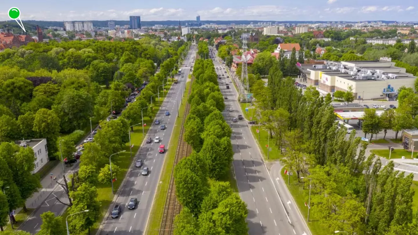 Wielka Aleja Lipowa w Gdańsku, zabytkowa przestrzeń otoczona setkami wiekowych lip, przejdzie kolejne zabiegi pielęgnacyjne (FOTO: Jerzy Pinkas/gdansk.pl)
